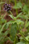 Pentas purpurea subsp. purpurea