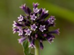 Pentas purpurea subsp. purpurea