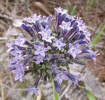 Pentas purpurea subsp. purpurea