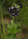 Pentas purpurea subsp. purpurea