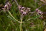 Pentas purpurea subsp. purpurea