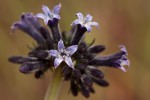 Pentas purpurea subsp. purpurea