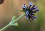 Pentas purpurea subsp. purpurea