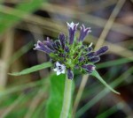 Pentas purpurea subsp. purpurea