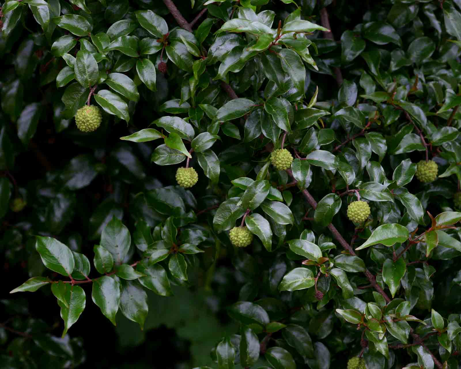 Cephalanthus natalensis