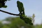 Gardenia resiniflua subsp. resiniflua