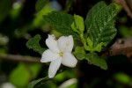 Gardenia resiniflua subsp. resiniflua