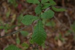 Gardenia resiniflua subsp. resiniflua