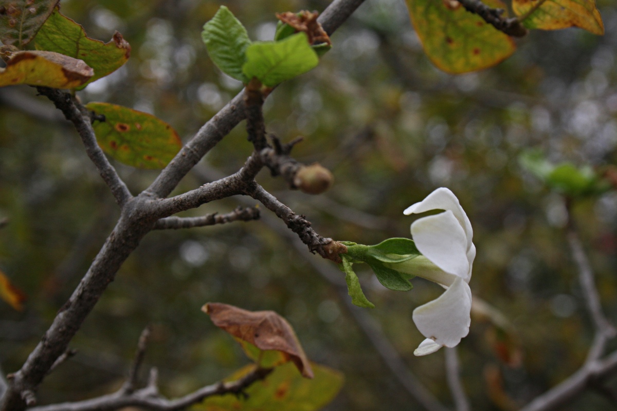 Gardenia resiniflua subsp. resiniflua