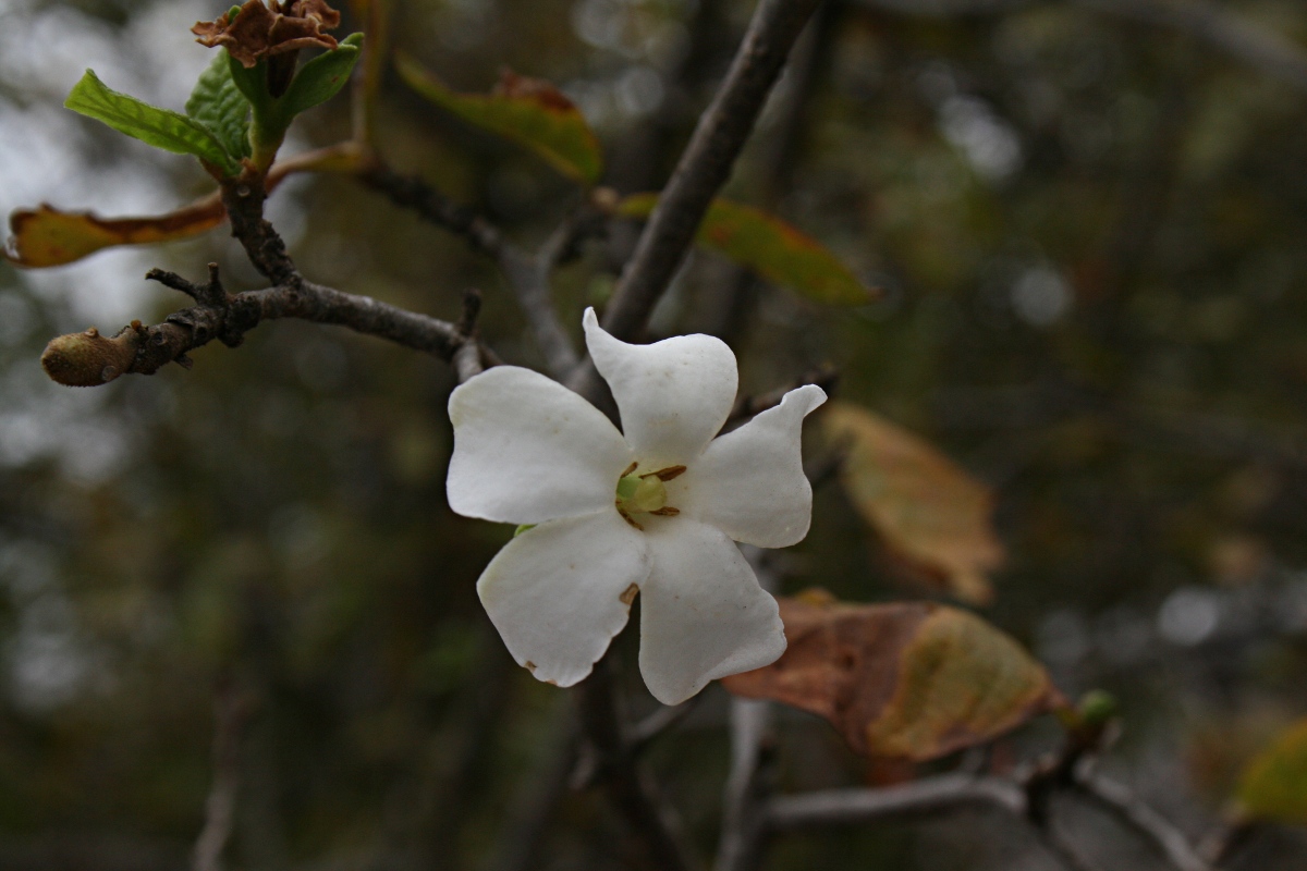 Gardenia resiniflua subsp. resiniflua