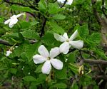 Gardenia resiniflua subsp. resiniflua