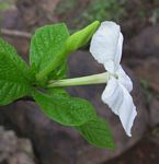 Gardenia resiniflua subsp. resiniflua