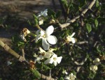 Gardenia resiniflua subsp. resiniflua