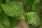 Gardenia resiniflua subsp. resiniflua