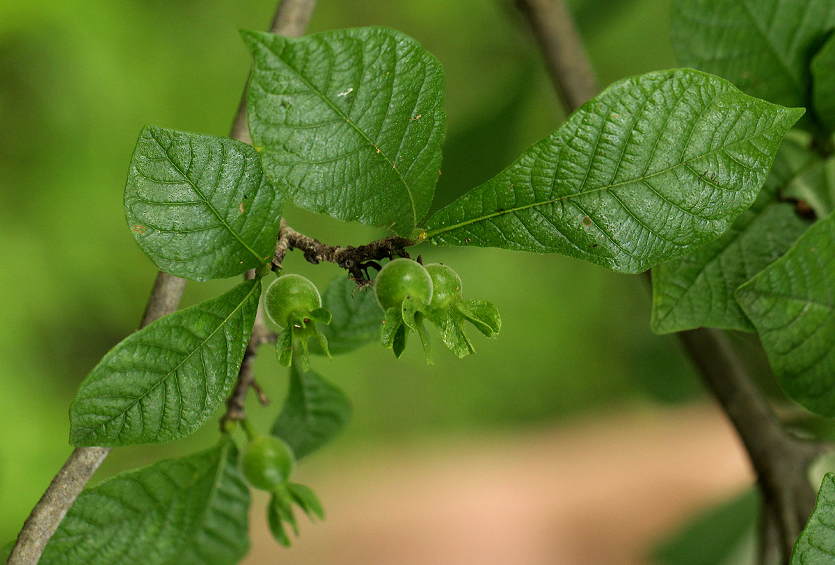 Gardenia resiniflua subsp. resiniflua