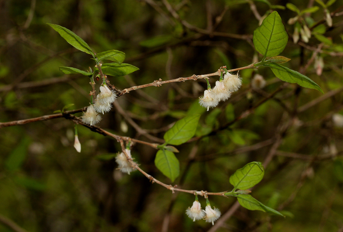 Empogona kirkii subsp. kirkii