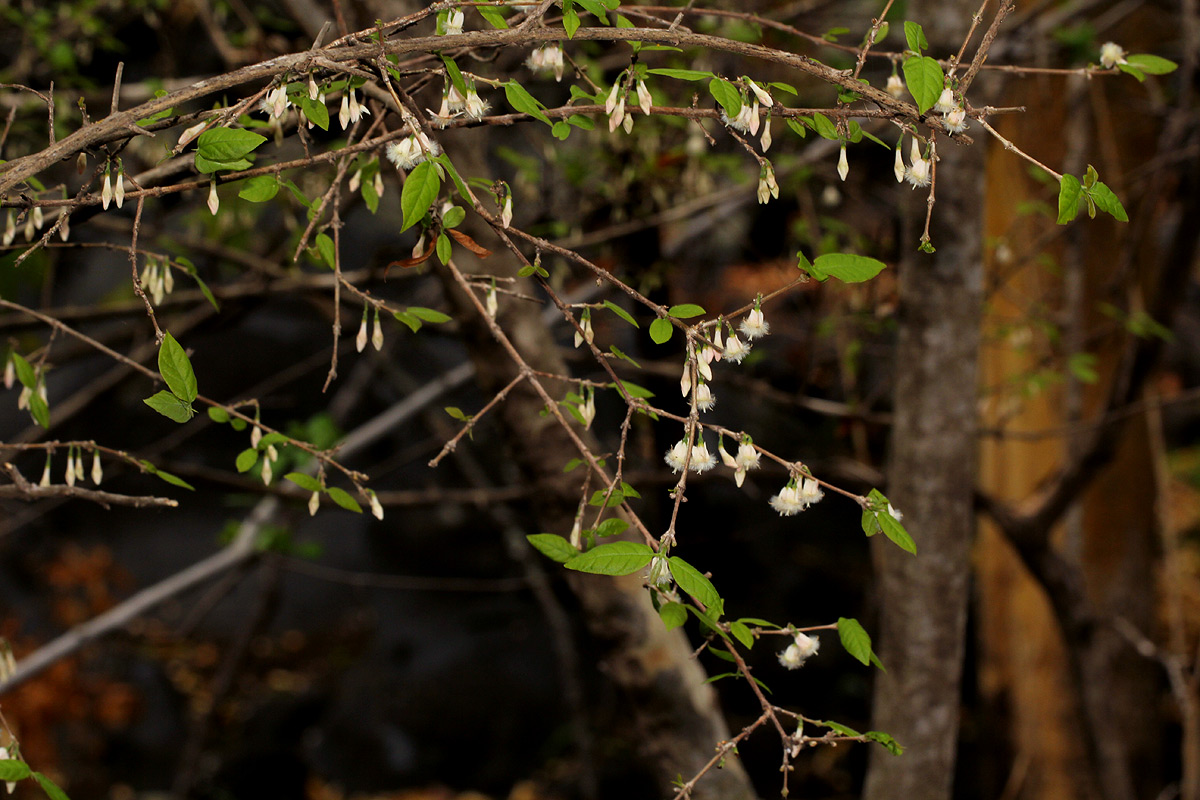 Empogona kirkii subsp. kirkii