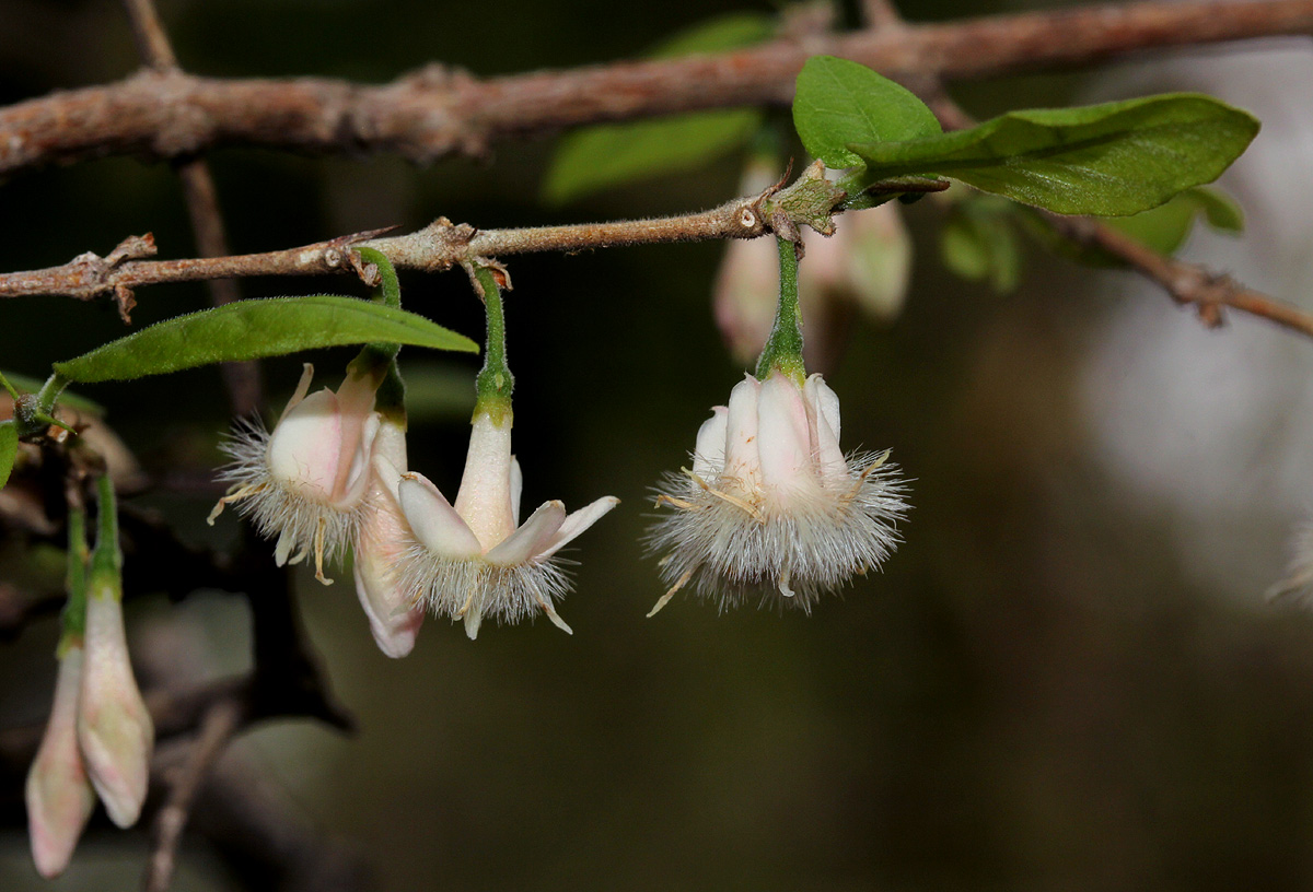 Empogona kirkii subsp. kirkii