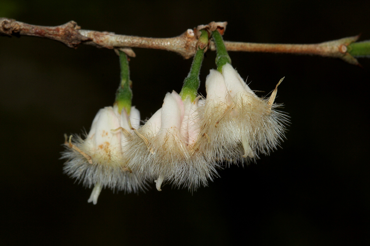 Empogona kirkii subsp. kirkii