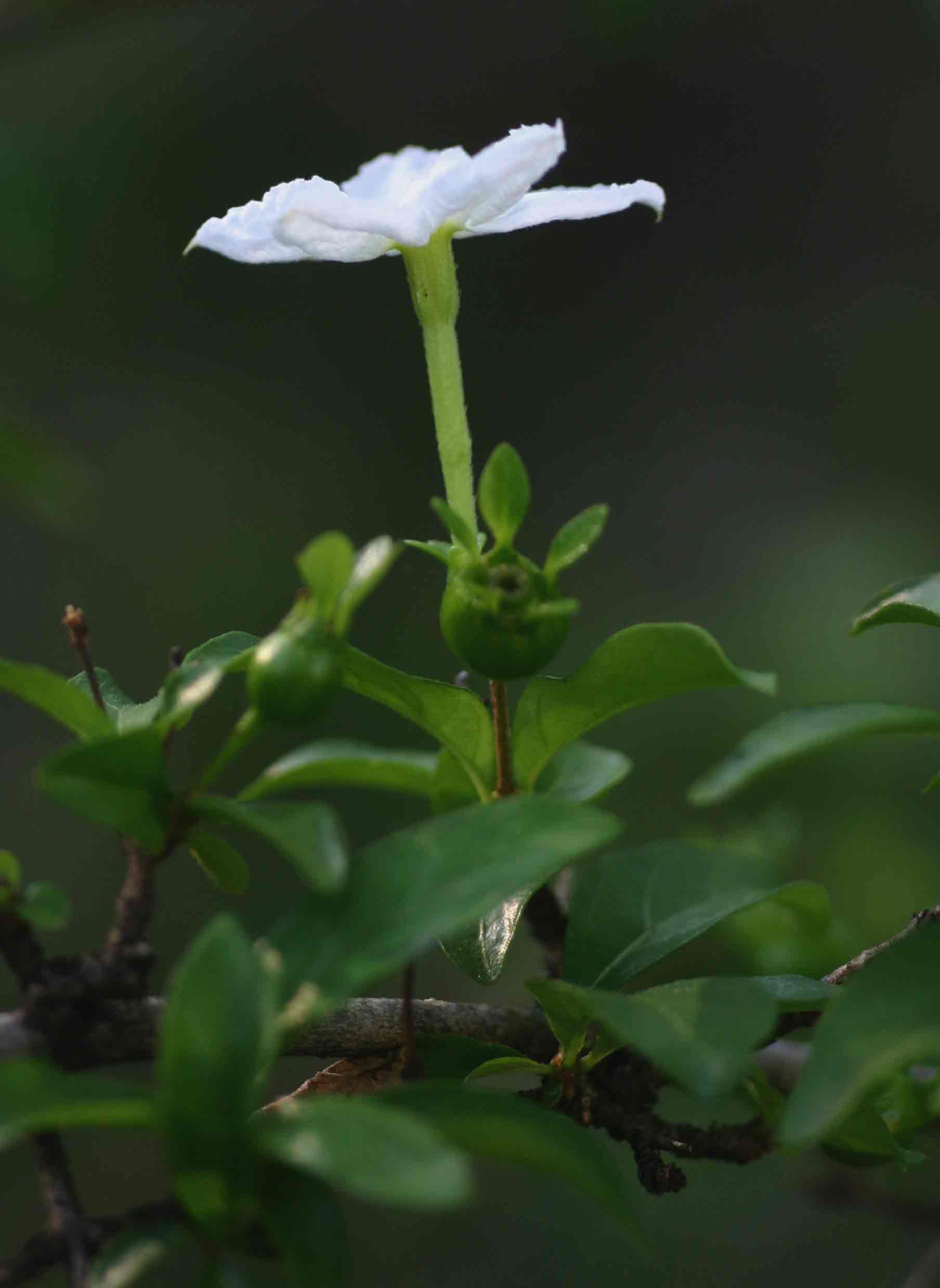 Heinsia crinita subsp. parviflora