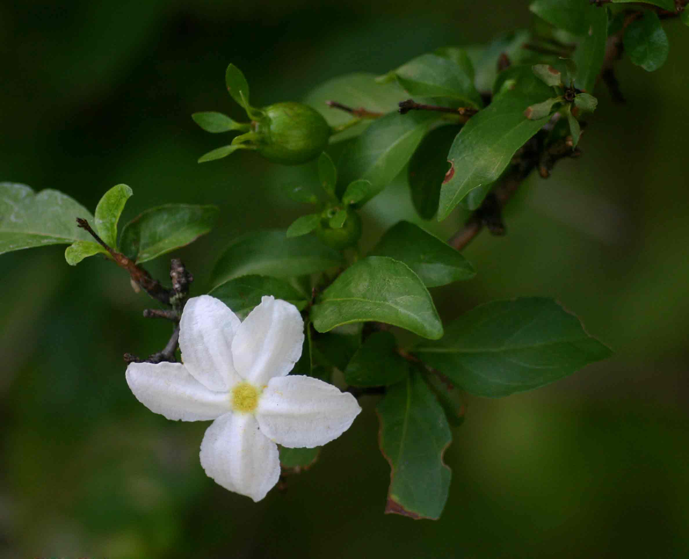 Heinsia crinita subsp. parviflora