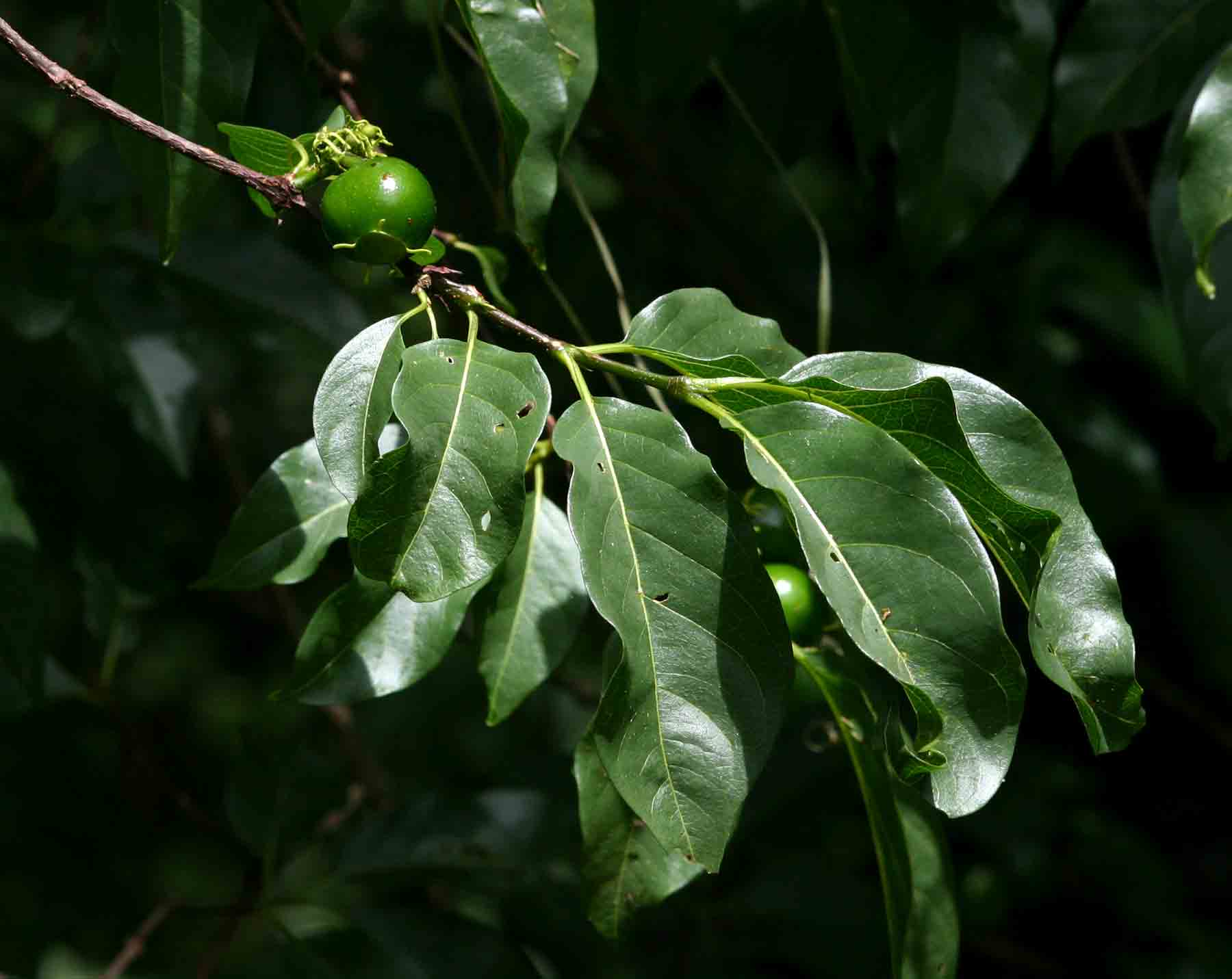 Vangueria apiculata