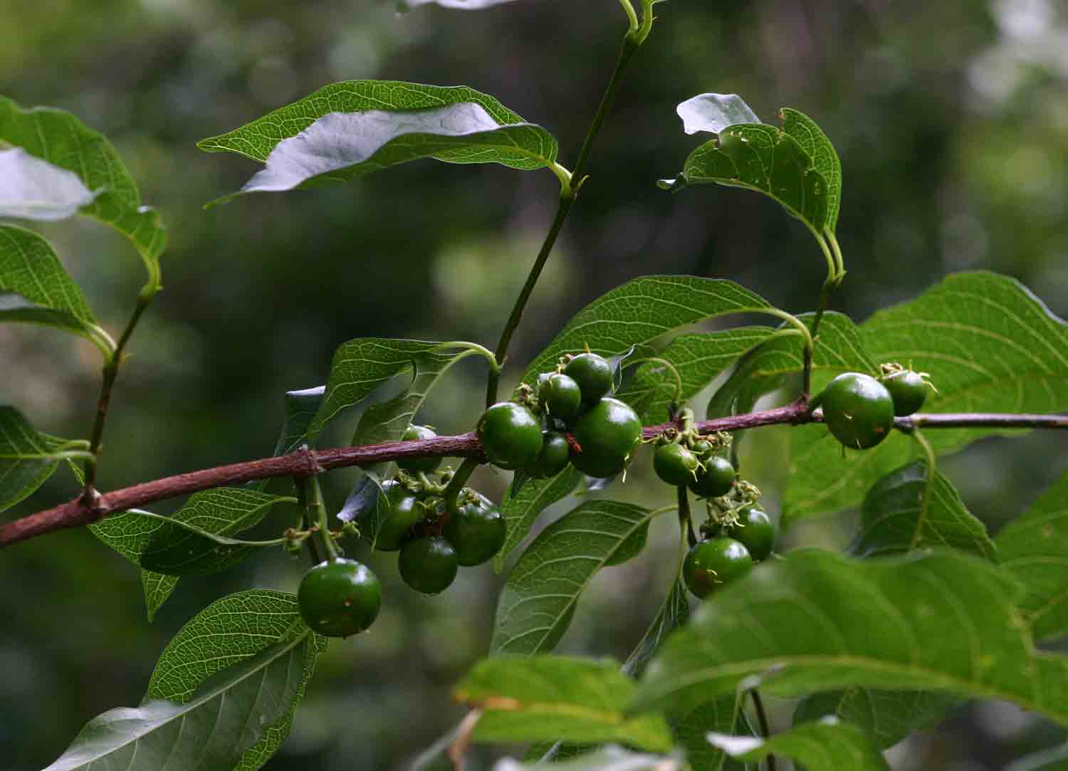 Vangueria apiculata