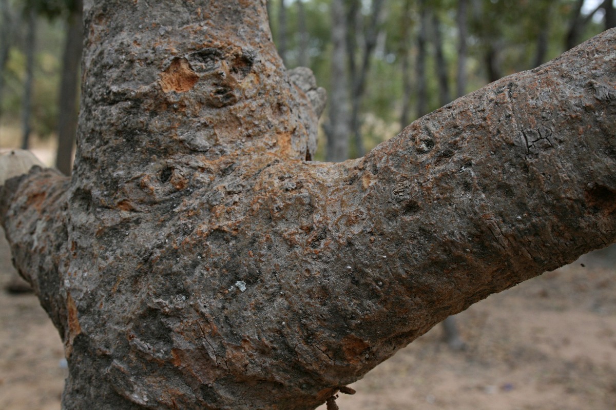 Vangueriopsis lanciflora