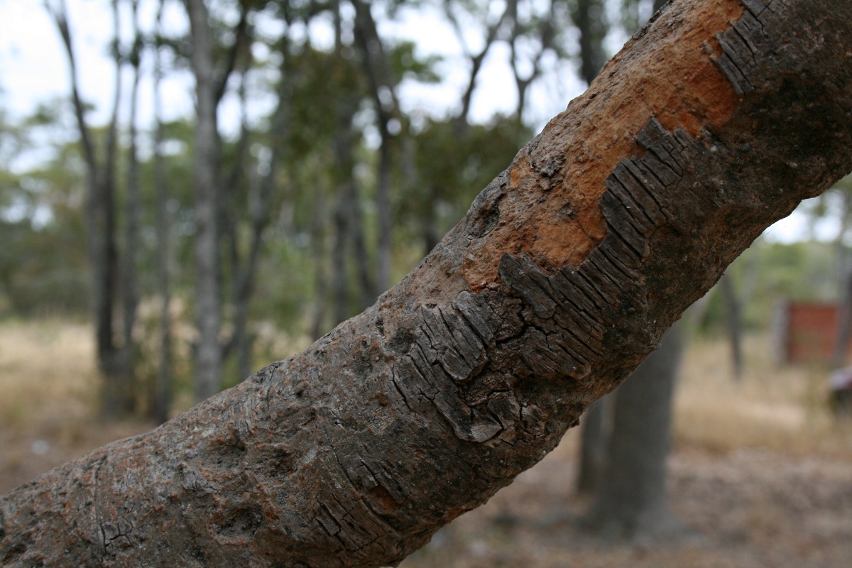 Vangueriopsis lanciflora