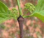 Afrocanthium lactescens