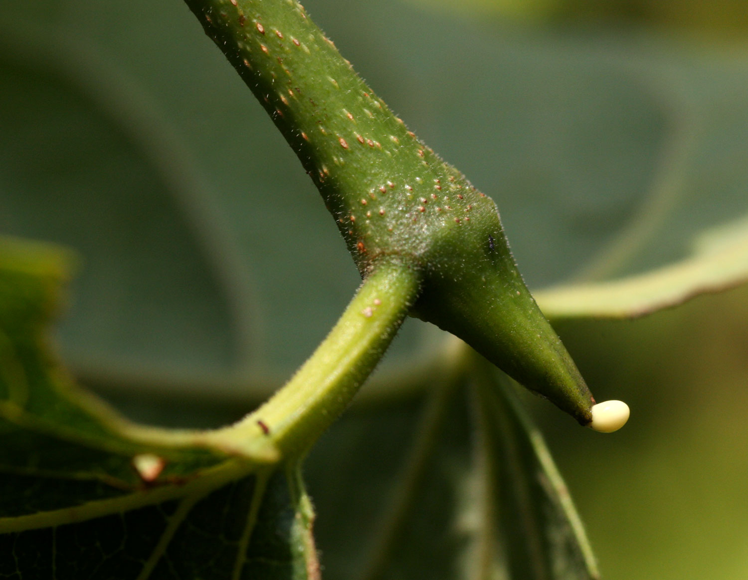 Afrocanthium lactescens