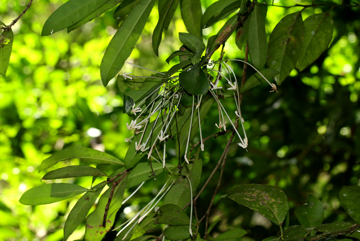 Ixora narcissodora Ixora narcissodora