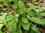 Psychotria pumila var. pumila