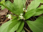 Psychotria pumila var. pumila