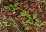 Psychotria pumila var. pumila