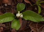 Psychotria pumila var. pumila