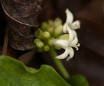 Psychotria pumila var. pumila