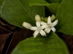 Psychotria pumila var. pumila