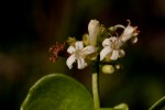 Psychotria pumila var. pumila