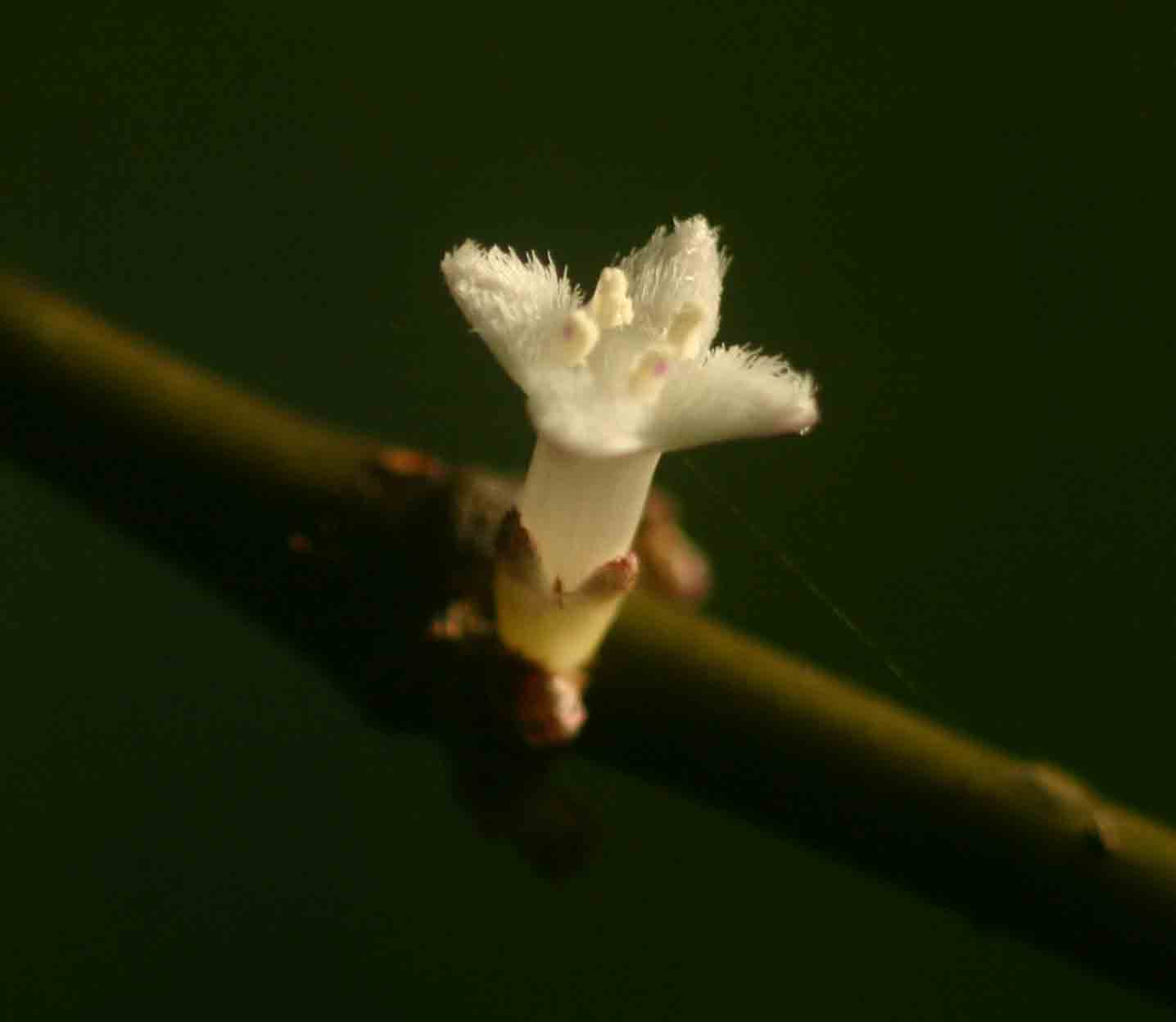 Lasianthus kilimandscharicus subsp. kilimandscharicus