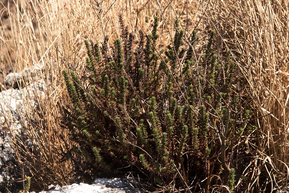 Anthospermum whyteanum