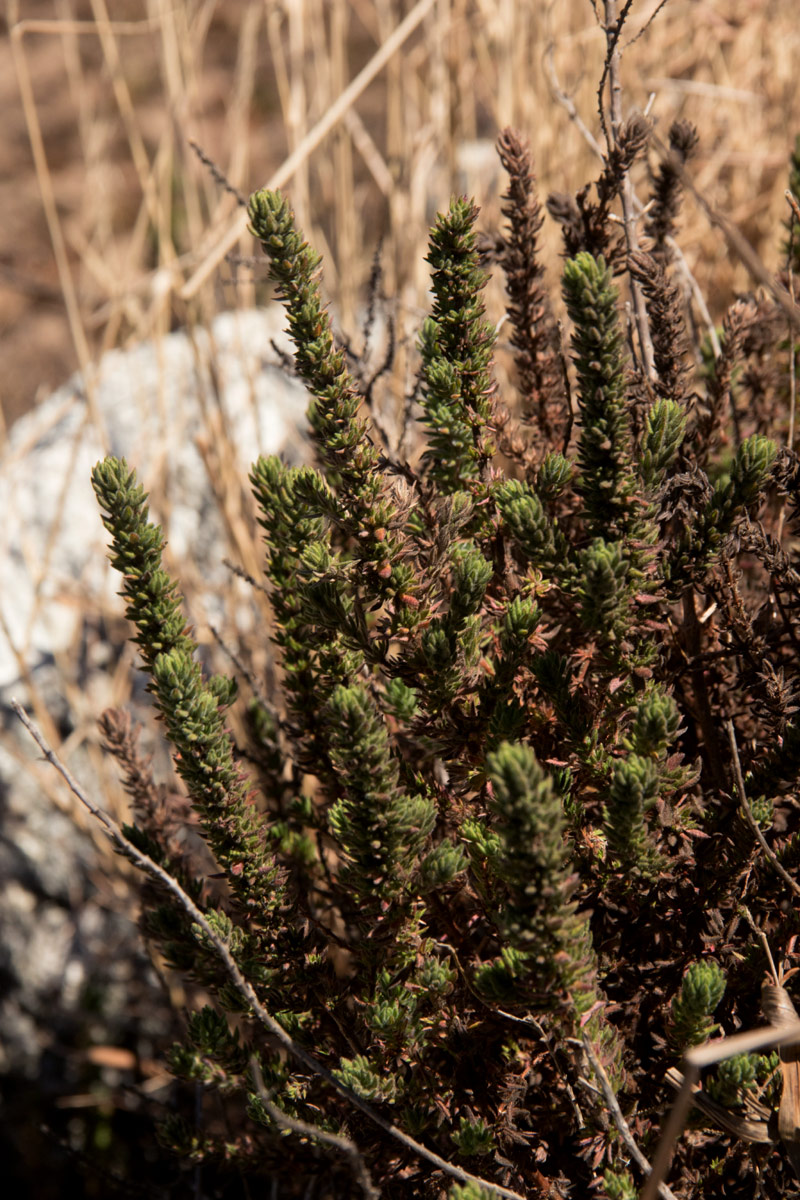 Anthospermum whyteanum