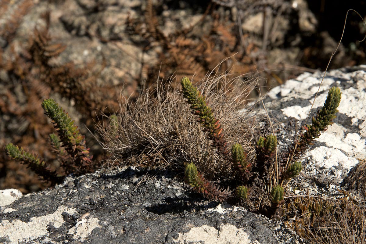 Anthospermum whyteanum