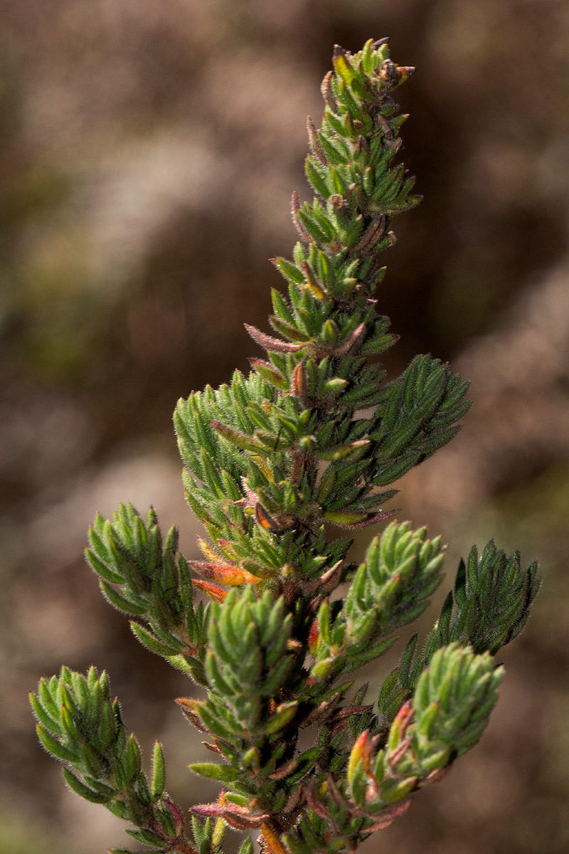 Anthospermum whyteanum