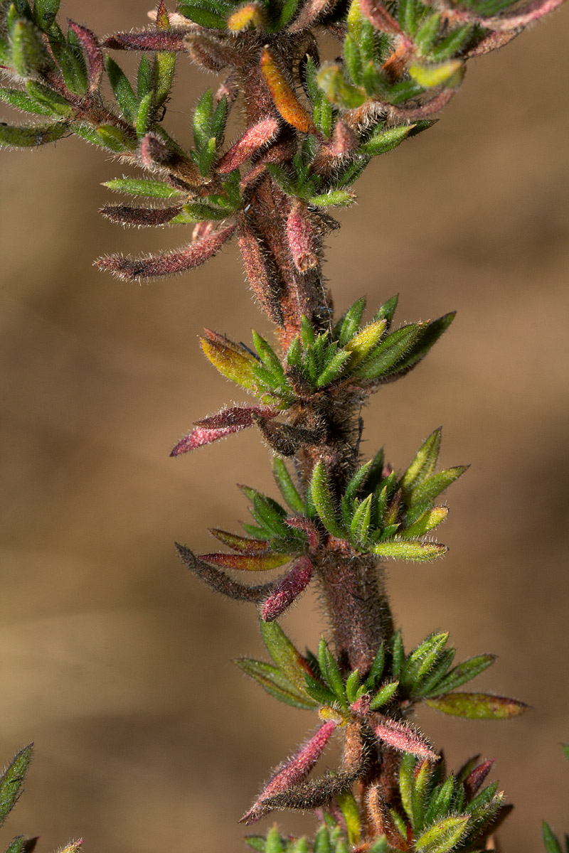 Anthospermum whyteanum