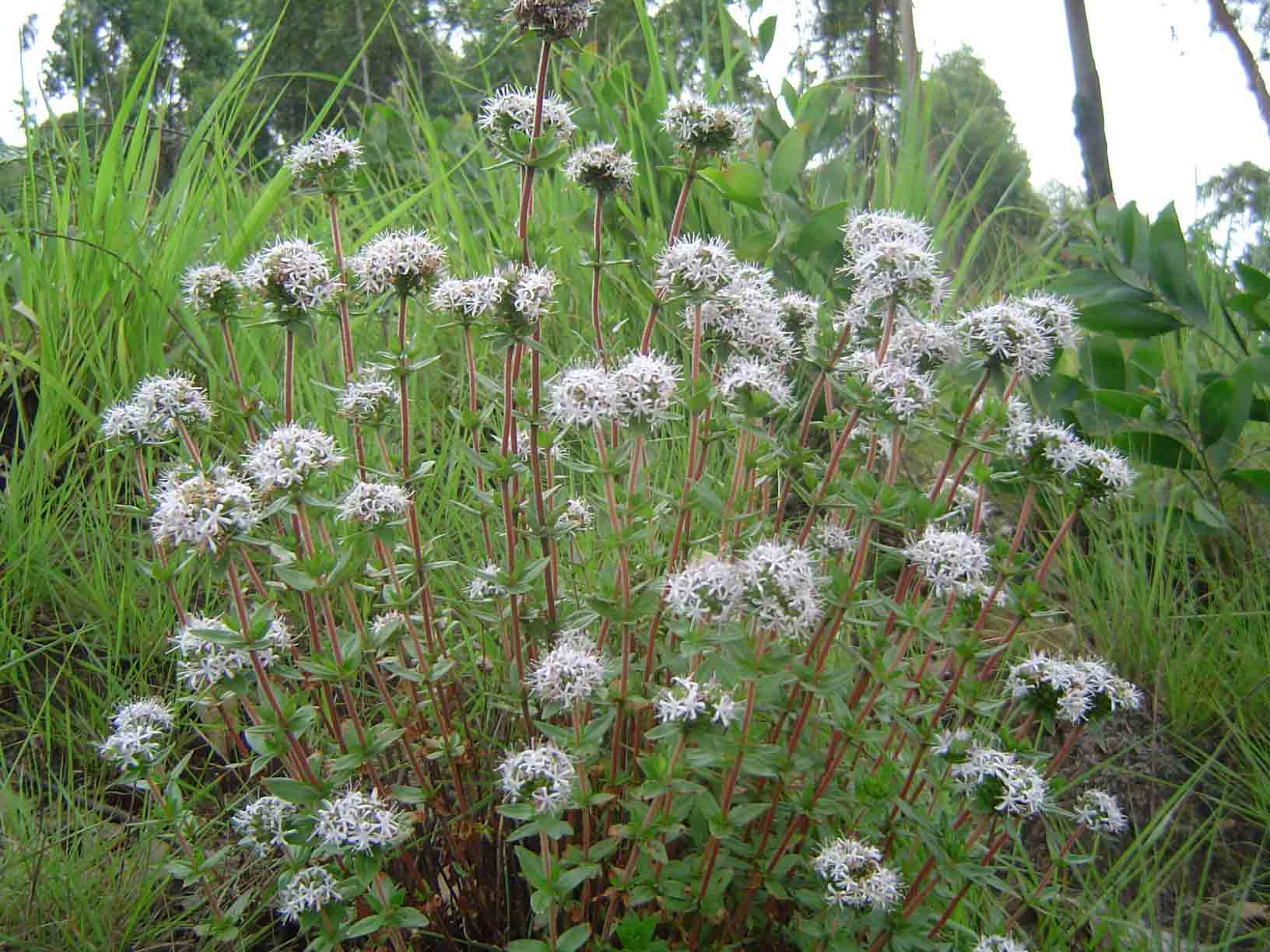 Otiophora inyangana subsp. inyangana