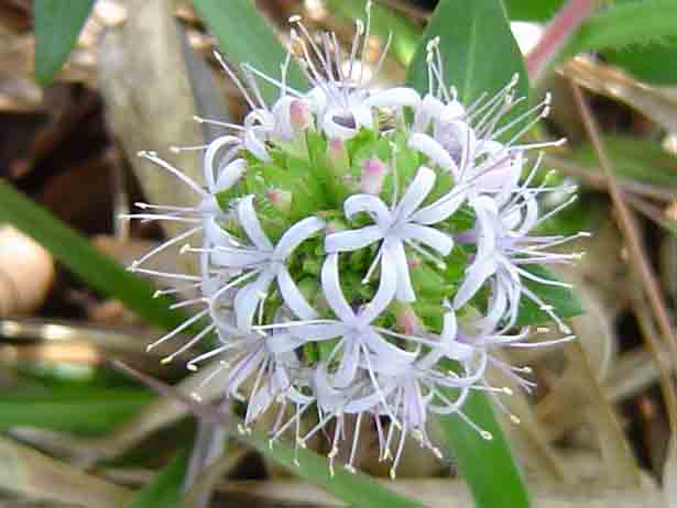 Otiophora inyangana subsp. inyangana