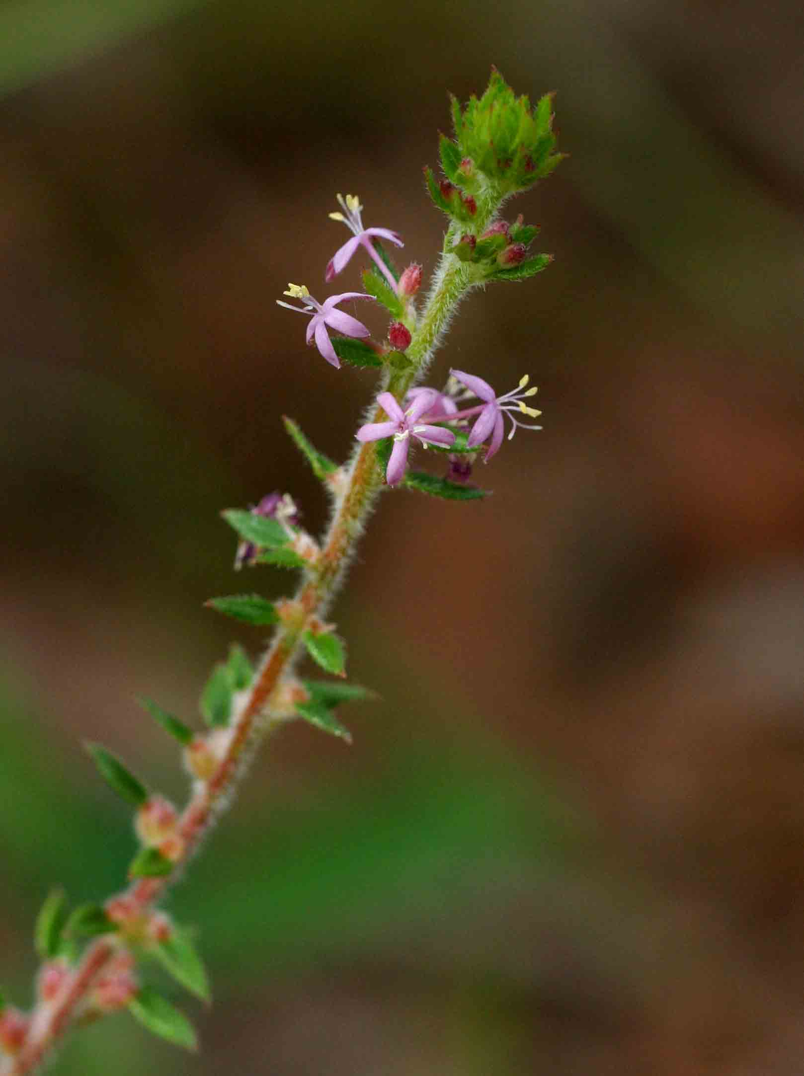 Otiophora scabra subsp. scabra