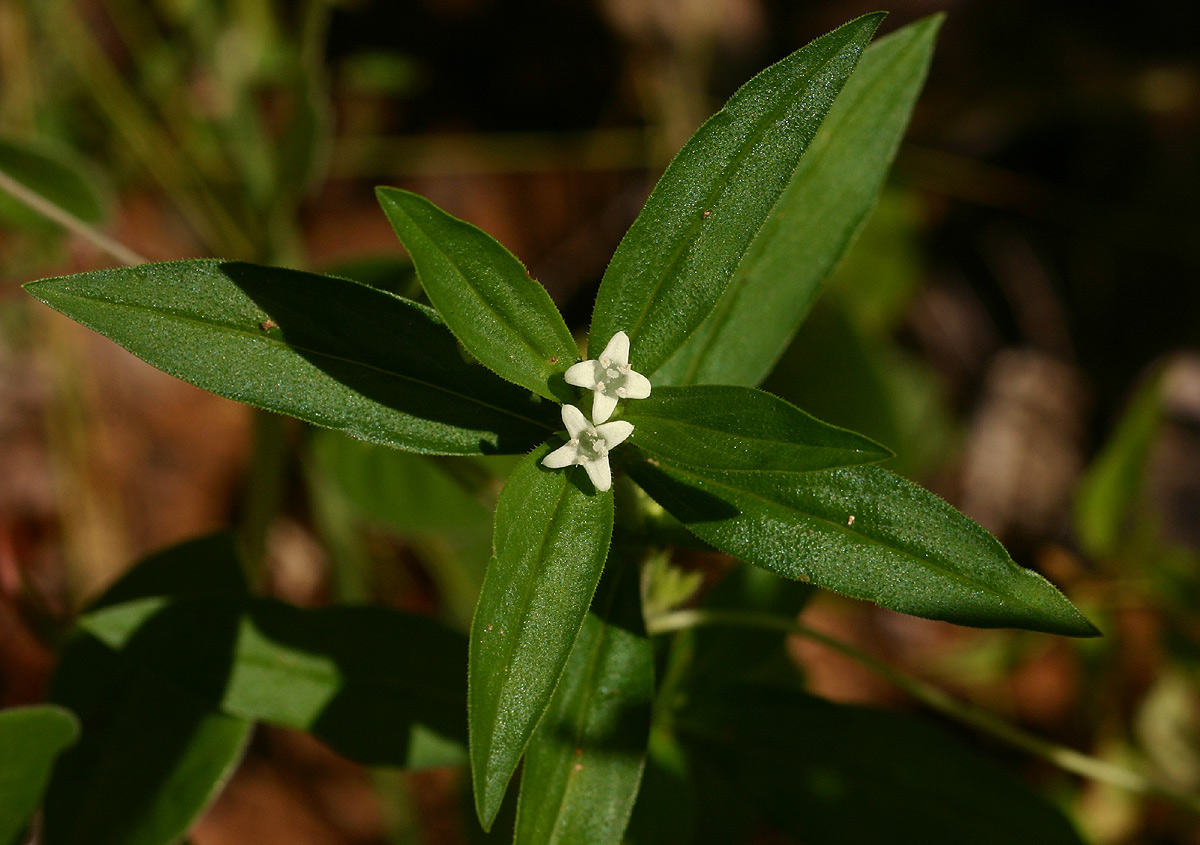 Spermacoce senensis