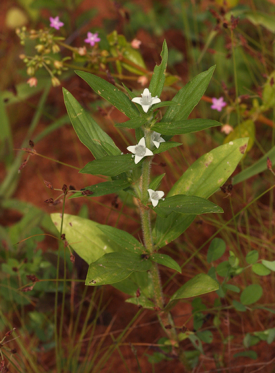 Spermacoce senensis